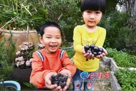 一粒“葡萄”四种味道 同安农家乐体验采摘乐趣图片