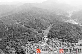 容县寻阳村雅秀组：肉桂树成村民致富的“钱袋子”图片