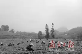 英德红茶头采节落幕“云”采摘千万人围观图片