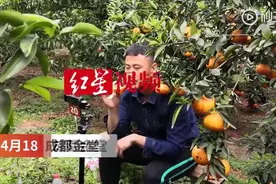 成都大学生疫情期间变身“直播卖橘哥”3天帮全村带货6000斤图片