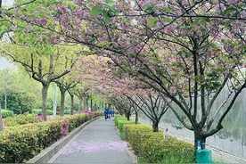 上海首条“落樱不扫”道路，真不是偷懒图片