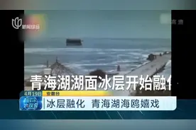 冰层融化，青海湖海鸥时而盘旋时而嬉戏，画面温馨又和谐！视频封面