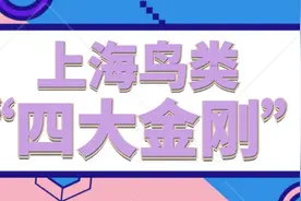 上海鸟类中的“四大金刚”，你都见过，却不一定认识哦图片
