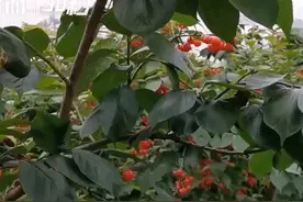 生活重启 | 正是一年春好处 采摘樱桃正当季视频封面