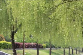 “毛毛”飘啊飘，“会呼吸的痛”！上海的“飞絮季”又来了！“五字秘诀”远离飞絮骚扰图片