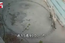 北京动物园一老虎不停绕圈，园方：经“心理疏导”已恢复图片