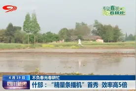 四川新闻丨“谷雨”时节春耕忙图片