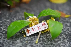 @SEUer！您的下午茶“外卖”正在配送中图片