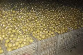 “柠檬爸爸”儿子白血病复发“芒果爸爸”帮忙卖滞销柠檬图片