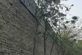 锯断树干 掰断树枝 为食槐花 竟对槐树下狠手图片