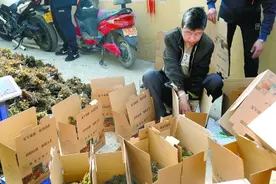 电商直播让香椿销路更畅通图片