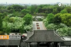 扬州：瘦西湖琼花盛开视频封面