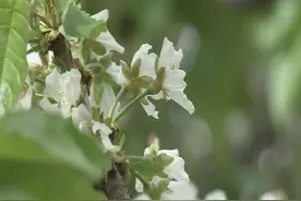 菏泽市成武县：樱桃花开俏争春 美丽经济促增收图片