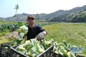 福建南平：“圆梦村”发展特色产业图片