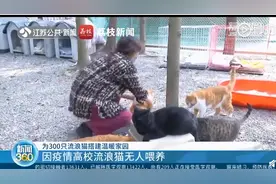 暖心！志愿者救助因疫情被遗弃流浪猫：300多平米树林猫舍是它们的温暖家园图片