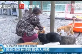 暖心！志愿者救助因疫情被遗弃流浪猫：300多平米树林猫舍是它们的温暖家园图片