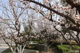 碧水清波，花满新城，济宁太白湖新区精心打造花园新城图片