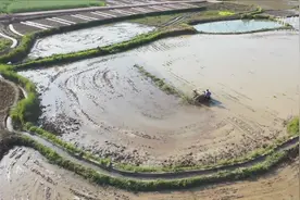 谷雨至 插秧忙视频封面