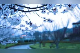 来石岛 赏春之花