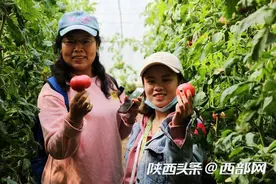 泾阳乡村“采摘游”回归 扮靓美丽乡村图片