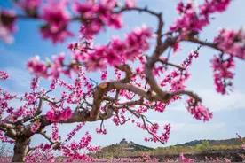 青州市：云门山下桃花艳图片