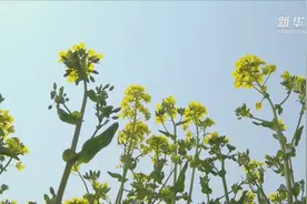 河北故城：“万亩花海”扮靓大运河畔视频封面