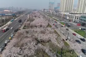拥抱春天 云端赏景｜美不胜收！牟平2公里“樱花大道”粉红如梦视频封面