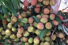@东莞人，10/斤！早熟荔枝“三月红”抢鲜上市了图片