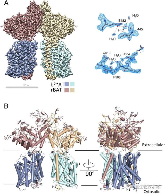 西湖大学发表HAT家族人源氨基酸转运复合物研究成果