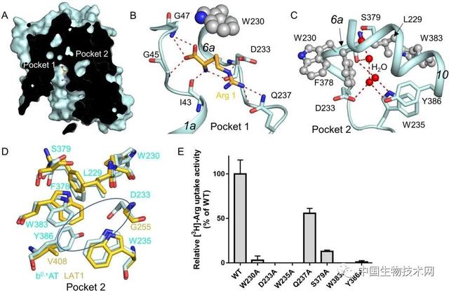 西湖大学发表HAT家族人源氨基酸转运复合物研究成果