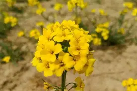 这个偏远的地方，被人誉为“塞外江南”图片