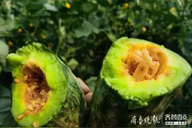 咬着脆，甜到醉！兖州小孟镇张王村的“羊角蜜”上市啦图片