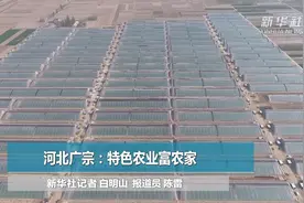 河北广宗：特色农业富农家视频封面
