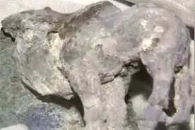 继出土单体金骆驼之后，秦始皇陵陵西一号墓又出土国内所见最早“单体银骆驼”图片