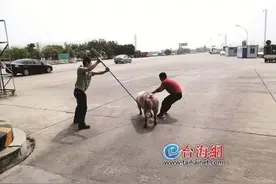 漳州龙海：“二师兄”越狱闯关，收费员智勇降服图片