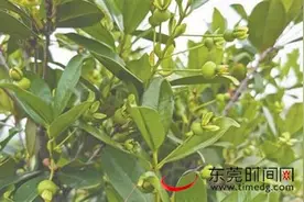 东莞人有口福了！麻涌首批樱桃树迎来丰收期图片