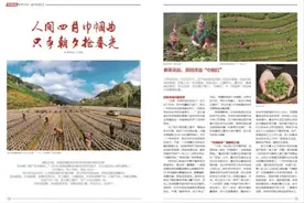 「特别报道」春光巾帼曲①|春茶采起，茶园洋溢“巾帼红”图片