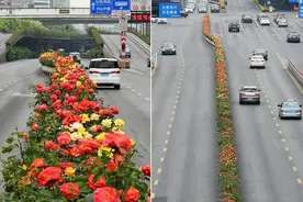 杭州：西湖大道成最美月季花街图片