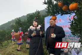 永顺小溪柑橘 甜在脱贫新时代图片