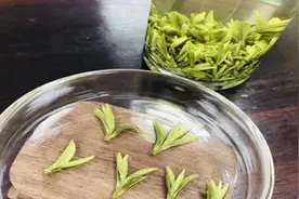 春日里的茶事图片