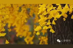 燕子｜风与叶子的爱情图片