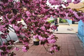 我的老家大路村：樱花开满的村庄图片