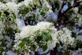 宛若落雪！带你到太白湖新区流苏大道走一走图片