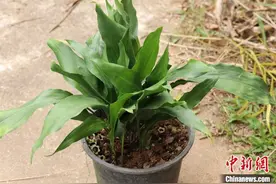 中国科研人员发现老挝植物新种——紫斑蜘蛛抱蛋图片