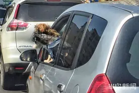 太危险！主干道上俩宠物犬车窗伸出脑袋左右张望“看风景”图片