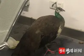 常州朝阳群众家里飞来一只大鸟，定睛一瞧是孔雀图片