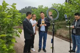 内江市市中区第一书记直播卖桑葚，一天销售613单图片