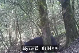 熊出没！继开化和遂昌之后，江山首次监测到黑熊踪迹图片