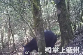 熊出没，请注意！江山仙霞岭首次发现黑熊踪迹图片