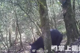 熊出没，请注意！江山仙霞岭首次发现黑熊踪迹图片